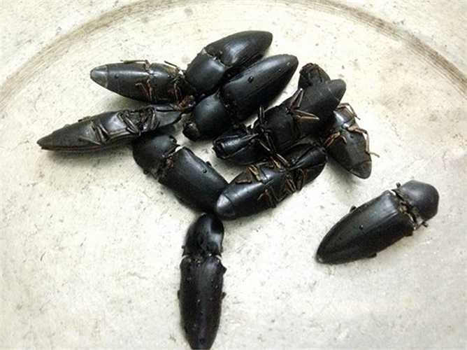 Con bửa củi nằm trong danh sách ngâm rượu phục vụ nam giới nên cũng được săn bắt, bán với giá từ 1.500 đến 2.000 đồng/con. Thường bửa củi sống thành đàn trong các cây dừa hay thân cây mục. 