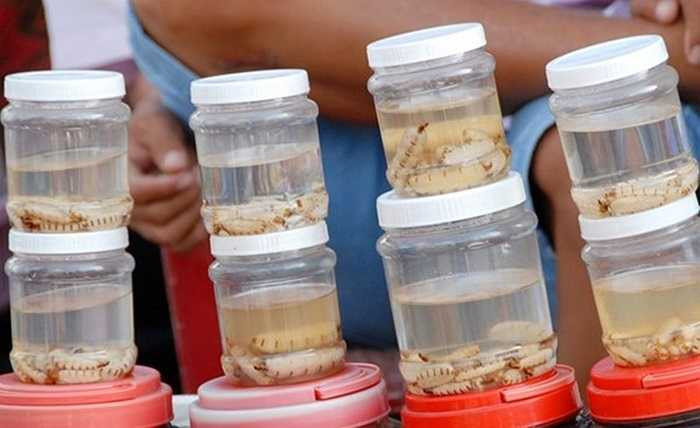 Mối chúa được người dân bắt từ rừng về và ngâm rượu để sẵn trong keo, giá bán từ 60.000 - 80.000 đồng/keo.