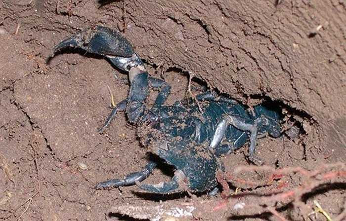 Bò cạp thường sống trong hang đá hoặc các tầng lớp đất xốp dưới lá cây mục. Mùa nhiều nhất là những tháng nắng và đầu mùa mưa, một người vào rừng đi săn có thể bắt từ 100 đến 150 con/ngày.