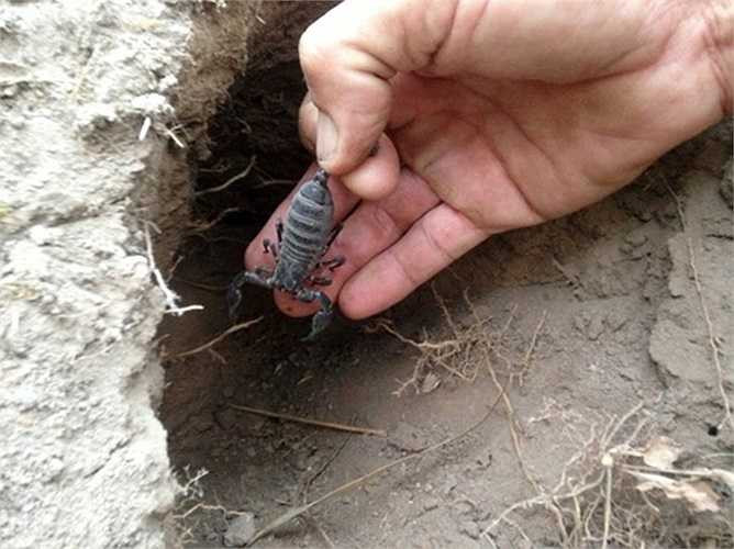 Hàng ngày, anh thường lần theo các rãnh bờ khoai mì, mô đất vườn nhãn, xoài… để tìm hang bò cạp. Dụng cụ mang theo bên mình của những người làm nghề như anh Cương chỉ là cái vá nhỏ và 1 chiếc xô nhựa.