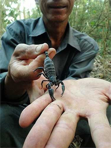 Thông thường bò cạp ở trong hang rất sâu, phải bới đất mới tìm bắt được. Khi thấy nguy hiểm, chúng liền đưa hai càng to đùng và chiếc đuôi đầy nọc độc ra để phòng thủ.