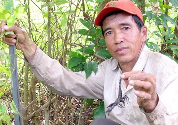 Tuy việc săn bò cạp rất nguy hiểm, song giá bán mỗi con chỉ khoảng 3.000 - 5.000 đồng, nên người làm nghề này thường phải cố bắt được càng nhiều càng tốt.