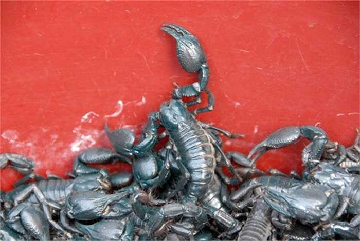 Nếu không phải dân trong nghề, rất khó nhận ra hang của bò cạp. Người bắt chuyên nghiệp thì chỉ cần nhìn bằng mắt là phát hiện được, và việc bắt loài này với người có kinh nghiệm là chỉ dùng tay không, không cần kẹp. 