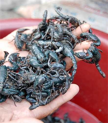 'Bò cạp lạ kỳ lắm, ban đêm nó rất nhanh và dữ, nhưng ban ngày thì nằm một chỗ ít cắn ai. Muốn bắt bò cạp, cứ đè đuôi chúng xuống thì không bị cắn', anh Cương giải thích. 