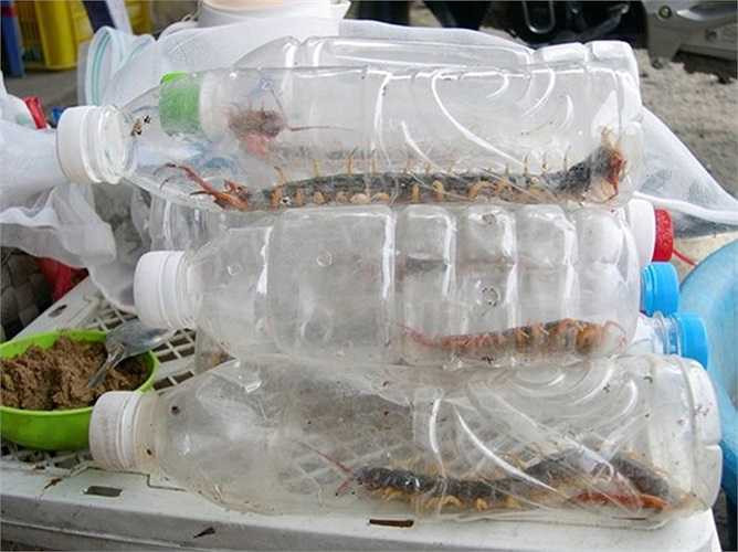 Ngoài bò cạp, nhiều người ở vùng Bảy Núi còn đi săn rết. Nhưng loài này rất hiếm,một chuyến đi thường chỉ bắt được vài con.