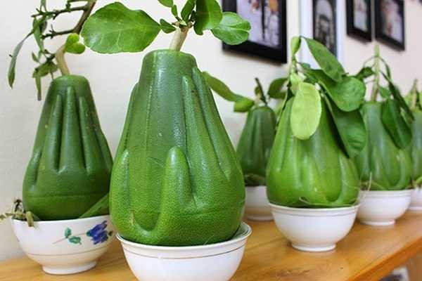 Bưởi tay Phật sẽ được xuất hiện lần đầu tiên trên thị trường Tết Nguyên Đán năm nay với giá 1 triệu đồng/quả. Số lượng loại bưởi này chỉ có giới hạn là 3000 quả nên những người thực sự muốn sử hữu vật sản đặc biệt này phải lùng tìm và đặt mua trước.