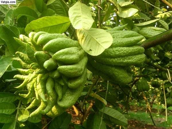 Quả Phật thủ vào dịp Tết Nguyên đán là trái mùa nên với những quả to đẹp và đặc biệt có giá lên tới 1 triệu tới 2 triệu đồng một quả là chuyện bình thường. Song loại quả này vẫn bán chạy ầm ầm vì nhiều người muốn mua về bày mâm ngũ quả, vừa đẹp lại vừa để được lâu.