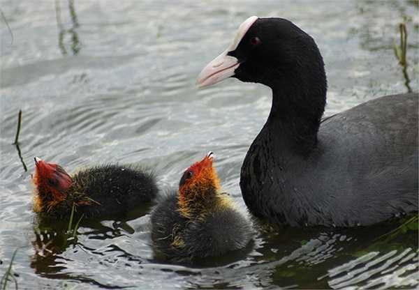 Sâm cầm được bán với giá xấp xỉ 2 triệu đồng cho một cân thịt nhưng lại vẫn được rất nhiều người lùng mua bởi thịt sâm cầm ngon và rất nhiều chất dinh dưỡng. Chính vì vậy đây cũng là một loại vật sản nổi tiếng dành để tiến vua từ thời xưa.