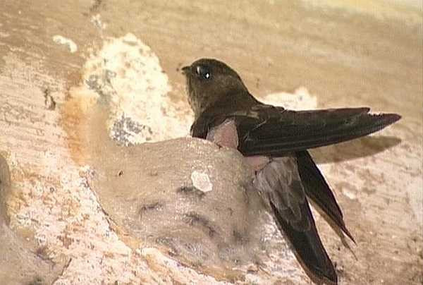 Chim yến hiện nay trong nước được bán với giá khoảng 20 triệu/ kg. Với tổ yến nhập ngoại thì mức giá sẽ còn lớn hơn. Đây cũng là loại sản vật cao cấp được nhiều người ưa chuộng dùng mua để làm quà biếu cao cấp. 