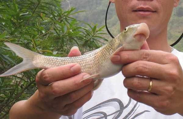 Cá anh vũ là loại sản vật tiến vua ngày xưa và ngày nay với những con nặng từ 2- 5kg/con có giá tới 1 triệu đồng, từ 5-7kg giá là 1,3 triệu đồng/kg và trên 7kg giá là 1,5 triệu đồng. Đây là loại cá có mồm giống chiếc mõm lợn tượng trưng cho sự thịnh vượng và được nhiều người mua để làm quà tặng dịp lễ tết.