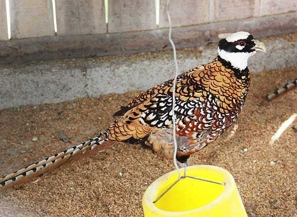 Chim trĩ hoàng đế có giá 10 triệu đồng/con và loại chim trĩ đỏ có giá cũng từ 3 - 4 triệu/con. Vì quan niệm chim trĩ là loài chim mang lại tài lộc, may mắn nên một số người không tiếc tiền chi tới hàng chục triệu đồng mua loài chim trĩ này về làm cảnh trong nhà. 