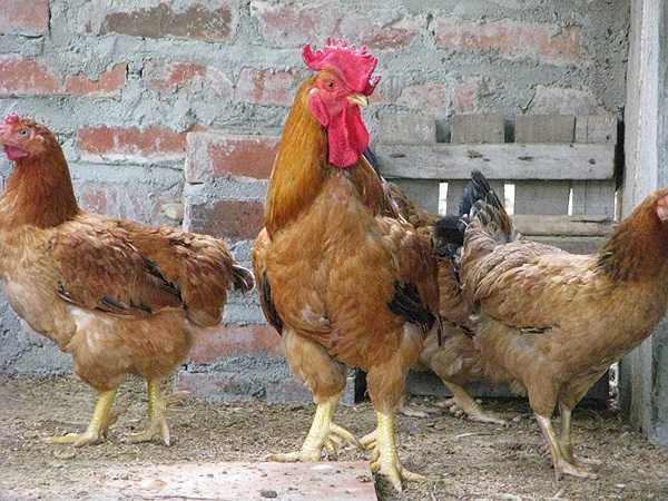 Gà chín cựa có giá 3 triệu đồng/con trưởng thành, là loại sản vật quý tiến vua ngày trước có vị thịt ngon đặc biệt và còn được biết đến như một loại gà có trong truyền thuyết Vua Hùng.