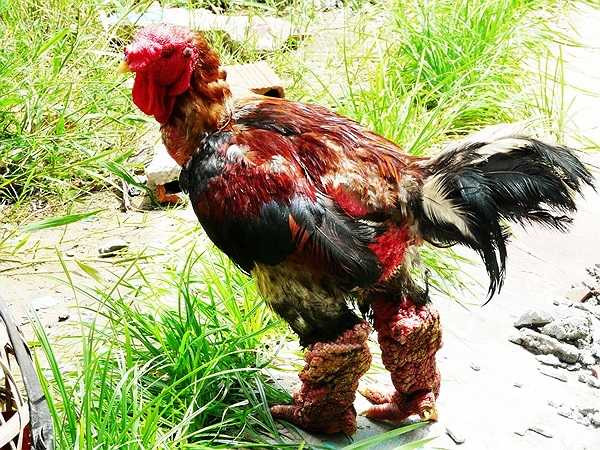 Gà Đông Tảo thuần chủng xịn có giá lên tới hàng chục triệu đồng nhưng vẫn có rất nhiều người muốn mua về chơi, nhưng không có ai bán. Còn Gà Đông Tảo làm thương phẩm thì có giá trên dưới 3 triệu đồng/ con nhưng cũng không đủ gà để bán so với nhu cầu mua của những ngày cận Tết.