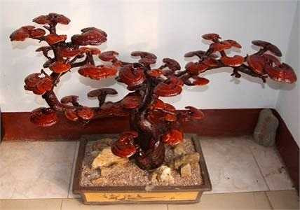 Linh chi Bonsai được bán không dưới 1 triệu đồng/ cây, thế nhưng tại các cửa hàng trung bình mỗi ngày vẫn bán được từ 5 tới 10 cây. Càng gần Tết lượng người mua càng tăng, có những cây Bonsai nấm linh chi lên tới chục triệu đồng cũng được bán hết.