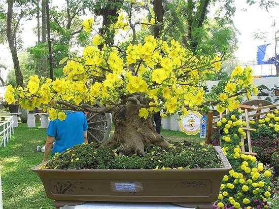 Những cây mai ghép được bán với giá trên dưới 1 triệu đồng 1 cây với những loại nhỏ. Đối với cây mai ghép vĩ đại thì giá vô cùng, có thể lên tới hàng trăm triệu. Thế nhưng các doanh nghiệp hay những người làm ăn trong năm phát đạt vẫn sẵn sàng mua để trưng bày dù chỉ trong vài ngày Tết.