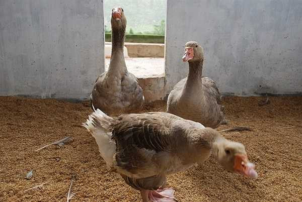 Ngỗng trời có giá từ 3,5 – 4,5 triệu đồng/con với loại ngỗng trời tự nhiên. Ngỗng trời lai có giá 400.000 – 450.000 đồng/kg và ngỗng cao cấp, được nhập từ nước ngoài về, giá lên đến 1,5 triệu đồng/kg.