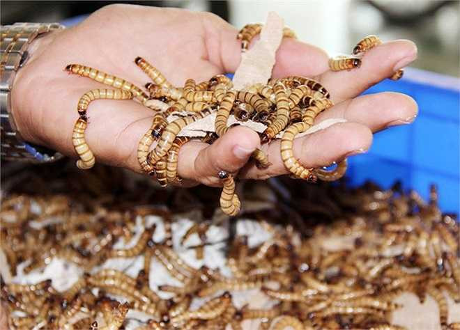 Sâu gạo, hay còn gọi là superworm được anh Nguyễn Văn Thuyết - thầy giáo dạy thể dục ở một trường cấp 3 tỉnh Bạc Liêu, nuôi rất nhiều trong trang trại của gia đình. 