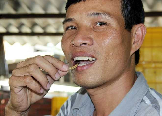Những người đến học nghề nuôi sâu đều được anh tận tình hướng dẫn. Theo anh Thuyết, loài sâu này có chất dinh dưỡng cao, anh với công nhân thường bắt sống bỏ vào miệng ăn. 'Béo lắm, bổ dưỡng như thịt bò. Người nào không dám ăn sống tôi bật lò, nướng cho ăn', anh Thuyết nói.