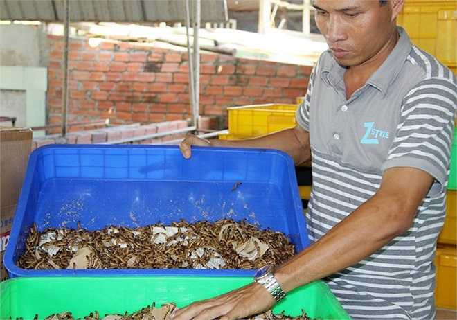 Theo anh Thuyết, sâu mới nở nuôi cho đến trưởng thành mất từ 2 đến 5 tháng. Thức ăn của chúng là trái cây, vỏ khóm (dứa) nên thầy giáo này cho rằng đây là 'sâu sạch'.