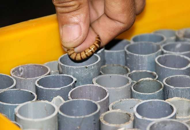 Để nhân giống, anh cắt ống nhựa dài khoảng 5 cm chất đầy trên các khay nhựa (phía dưới lót giấy cứng) rồi bỏ sâu trưởng thành vào các ống nhựa, phía trên trùm kín bằng một lớp vải đen.