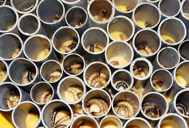 Khoảng 2-3 ngày, sâu trong các ống nhựa bắt đầu đen dần. 