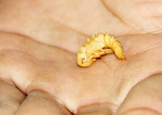 Đến ngày thứ 11 sâu trở thành bọ non.