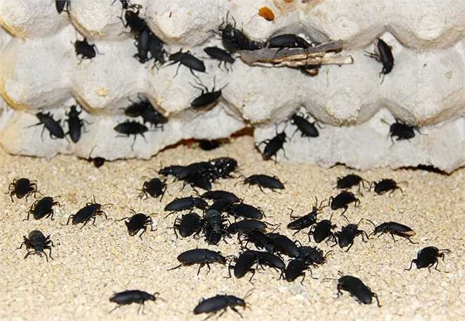 Từ bọ non phát triển thành bọ cánh cứng. Bọ cánh cứng vừa chui ra khỏi ống nhựa vào ngày thứ 15 đã giao phối, sau đó đẻ trứng để nở ra sâu.