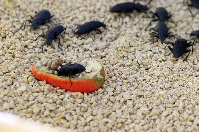 Thức ăn của bọ cánh cứng trong trang trại anh Thuyết là cà rốt.