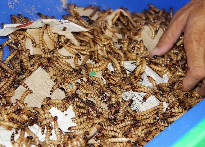 Khi sâu được 2 tháng tuổi anh Thuyết xuất bán. Nơi tiêu thụ chính là các điểm nuôi chim, cá cảnh. Ngoài ra, sâu này còn được nhiều nhà hàng mua làm thức ăn cho những khách thích thưởng thức côn trùng, với giá 120.000 đồng/kg. Riêng sâu giống 5 tháng tuổi anh bán giá 500.000 đồng/kg nhưng cung không đủ cầu.