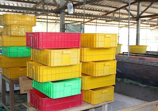 Những khay nhựa chứa sâu trong trang trại chăn nuôi của thầy giáo miền Tây. Trước đây, một số địa phương cấm nuôi sâu gạo vì cho rằng loài này ảnh hưởng đến mùa màng. Song tại một số địa phương trên cả nước, người dân vẫn nuôi để cung cấp nguồn thức ăn cho các loài sinh vật cảnh. 