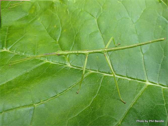 Bọ que thường có hai màu chủ yếu là màu xanh lá và màu xám. Với khả năng bất động tạm thời tuyệt vời, khi một con bọ que ẩn mình trên lá thì chúng gần như vô hình. Thậm chí nếu chiếc lá đung đưa trong gió chúng cũng khẽ đung đưa theo một cách điệu nghệ.