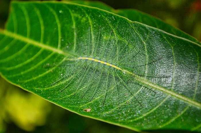Được tìm thấy ở miền Tây Maylaysia, loài sâu bướm Baron caterpillars trở nên vô hình ngay cả khi con mồi ở trước mặt.