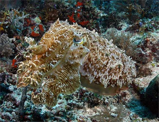 Cá mực được gọi là tắc kè hoa của đại dương vì trên da của chúng cũng chứa sắc tố. Cá mực không chỉ có khả năng biến màu mà cơ thể chúng còn có khả năng phát sáng. Khả năng này làm cho kẻ thù gần như bị chói mắt và không nhìn thấy chúng.