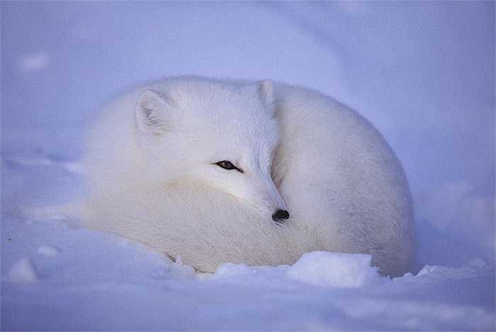 Dưới cái lạnh -58 độ C thay vì ngủ đông như các loài khác cáo Bắc Cực vẫn mải miết đi săn mồi. Sở hữu bộ lông trắng muốt giống như tuyết chúng gần như không cho con mồi cơ hội phát hiện ra mình.