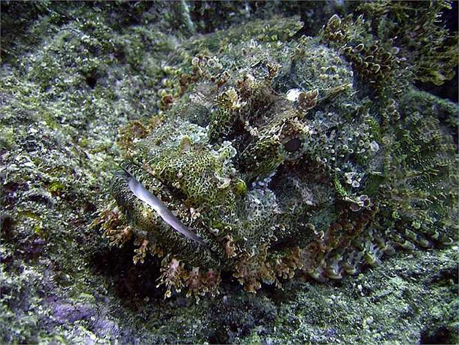 Cá mặt quỷ không chỉ được biết đến là loài cá có hình thù kỳ dị nhất mà chúng còn được biết đến bởi khả năng trà trộn vào môi trường giỏi không kém bất kỳ loài nào. Để ngụy trang cho cuộc đi săn chúng khôn khéo ẩn mình vào các rạn san hô xù xì nhất.