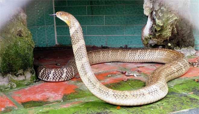 Este animal amarillo pesa casi 11 kg, mide 3,4 m de largo y tiene 12 años. Funciona continuamente, especialmente cuando los invitados se acercan y atacan repentinamente, causando que todos entren en pánico.