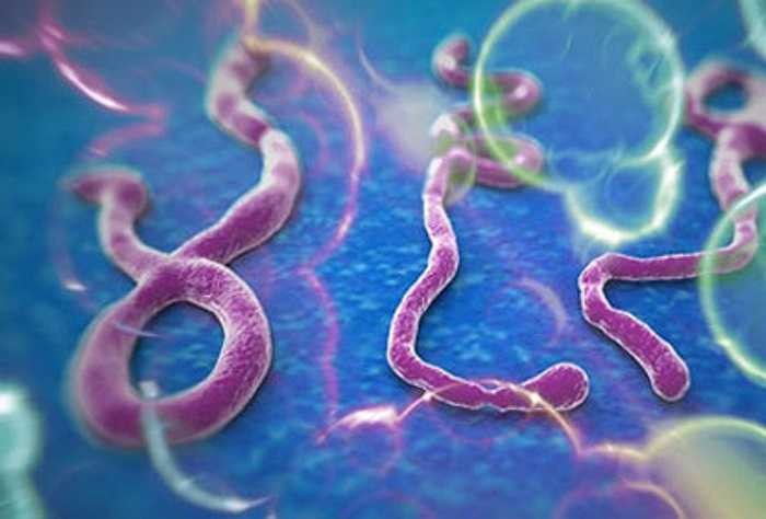 1. Virus ebola là một loại bệnh do virus cấp tính với tỷ lệ tử vong rất cao, từ 50-90% số người nhiễm bệnh. Biểu hiện của bệnh bao gồm sốt, đau họng, đau cơ, đau đầu. Bệnh đang lan rộng ở khu vực Tây Phi với hơn 1.200 người tử vong, chiếm 90% số người mắc bệnh. 