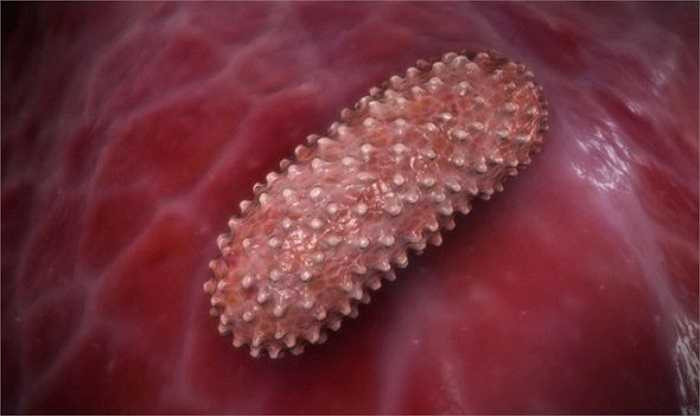 2. Bệnh dịch hạch do trực khuẩn Yersinia pestis gây ra, đây là 1 trong 3 dịch bệnh truyền nhiễm nguy hiểm phải khai báo quốc tế, bất cứ quốc gia nào có dịch bệnh phải báo cáo lên Tổ chức Y tế Thế giới. Bệnh có thể được lan truyền trong không khí hoặc tiếp xúc trực tiếp.