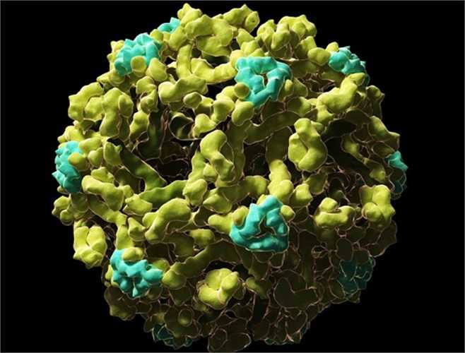 8. Sốt xuất huyết là một bệnh ở vùng nhiệt đới do muỗi gây ra bởi virus dengue. Các triệu chứng bao gồm sốt, nhức đầu, đau cơ và khớp, và phát ban trên da giống như bệnh sởi. Theo WHO, mỗi năm có từ 50-100 triệu người mắc bệnh. Tỷ lệ tử vong ở trẻ em là tương đối cao, và không có cách nào hiệu quả để điều trị bệnh sốt xuất huyết.