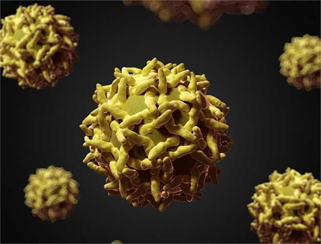 10. Sốt vàng da là một bệnh cấp tính do virus đầu tiên được tìm thấy ở Nam Mỹ và châu Phi cận Sahara. Bệnh nhân có các triệu chứng bao gồm sốt, ớn lạnh, đau nhức bắp thịt (đặc biệt là ở phía sau) và nhức đầu trong vòng 3-5 ngày sau khi nhiễm. Y văn thế giới đã ghi nhận có tới 300.000 người chết vì căn bệnh này trong thế kỷ 19.