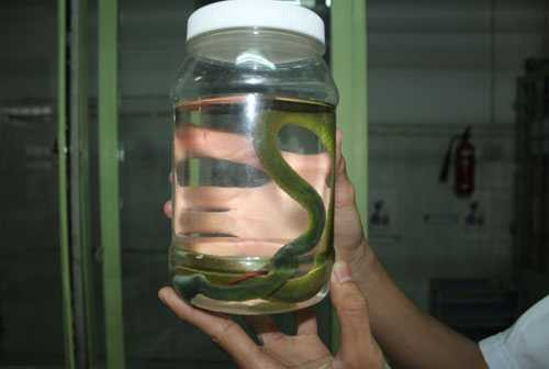 rắn lục đuôi đỏ