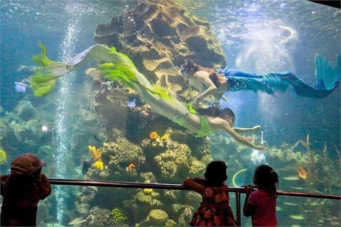 Hai nàng tiên cá Lê Thị Na (trên) và Nguyễn Thị Mỹ Hạnh biểu diễn tại thủy cung Vinpearl (TP Nha Trang, tỉnh Khánh Hòa). 'Tiêu chuẩn để đóng vai nàng tiên cá phải là người bơi giỏi, có nhan sắc và quan trọng hơn phải đam mê' - Lê Thị Na, nàng tiên cá đã gắn bó hai năm ở thủy cung Vinpearl, chia sẻ. (Theo Tuổi trẻ)