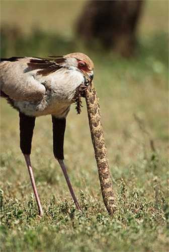 Ở những cánh đồng cỏ vùng hạ sa mạc Sahara, châu Phi, có một loài chim to lớn, là sát thủ của các loài rắn độc.