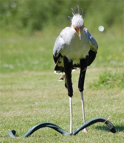 Loài chim này có tên khoa học là sagittarius serpentarius, là loài diều hâu ăn rắn đặc hữu của châu Phi. Với bộ dạng khá đặc biệt, các nhà khoa học tin rằng, chúng là một loài còn tồn tại từ cả trăm triệu năm trước.