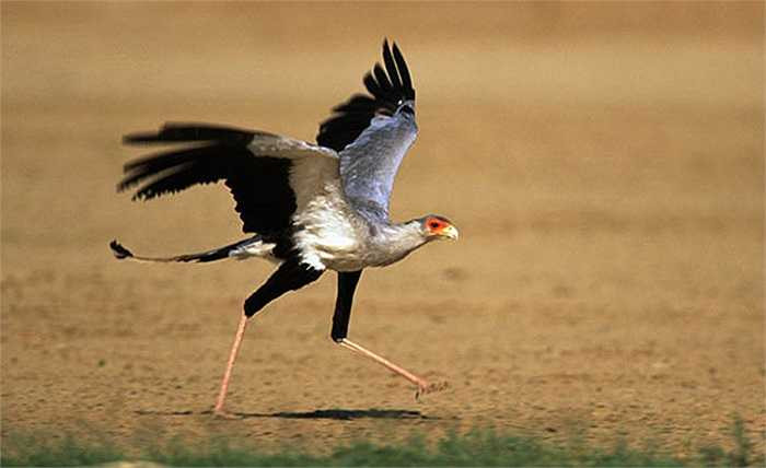 Những con rắn lớn, độc, không giết được bằng cú mổ, thì nó chộp và tung lên thật cao khiến con rắn bất tỉnh. Cũng có khi nó quắp rắn bay lên cao rồi thả xuống