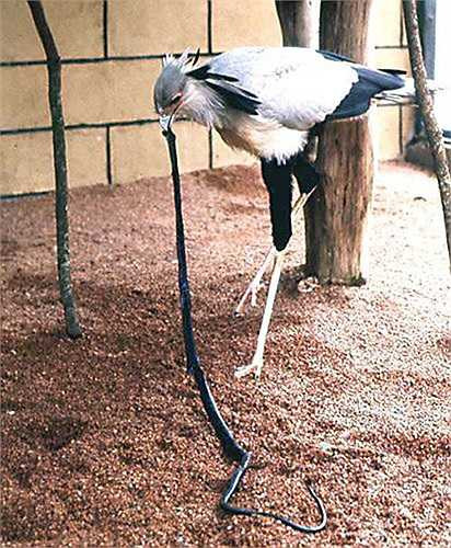 Mặc dù là loài chuyên săn rắn, kể cả các loài rắn cực độc, nhưng chúng cũng sẽ mất mạng nếu bị rắn cắn.