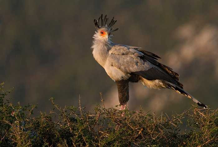 Dù vậy, rất hiếm khi thấy loài diều hâu này bị rắn cắn chết. Chúng thường sử dụng đôi cánh lớn đầy lông để bảo vệ mình khỏi những cú đớp của rắn. Nanh rắn không thể xuyên qua lớp cánh lông dày.