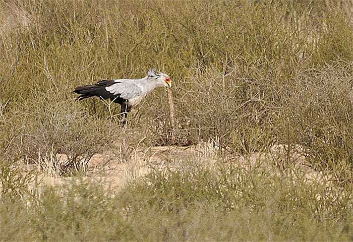 Chính vì khả năng săn rắn điệu nghệ, nên ở Nam Phi, nhiều bộ tộc nuôi loài chim này để giết rắn và chuột. 