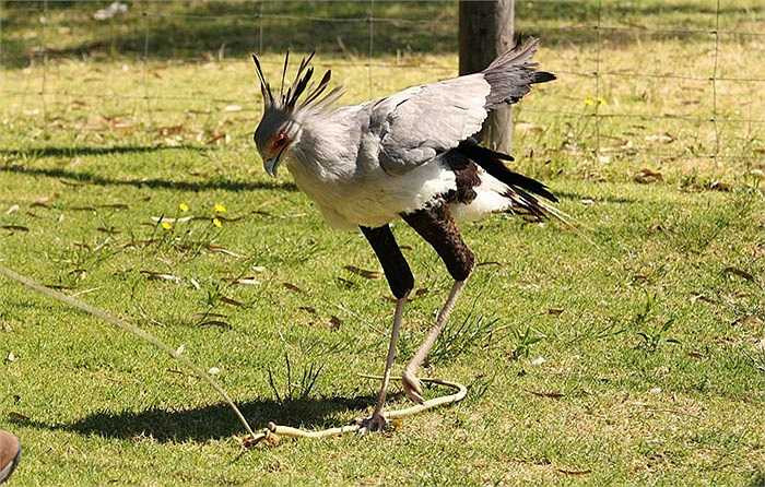 Điều lạ lùng nữa ở loài chim diều này, là chúng bay rất khỏe, rất xa, nhưng chúng lại lười bay. Chúng thường chạy nhanh để trốn tránh kẻ thù. Thấy nguy hiểm lắm thì mới bay vút lên cao.