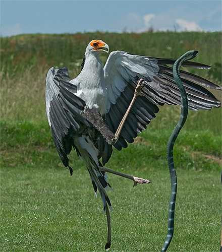 Mặc dù chúng ăn thịt nhiều loài bò sát, nhưng món khoái khẩu của chúng là rắn. Từ sự mạnh mẽ của loài diều hâu này, các nhà khoa học đặt tên cho chúng là diều ăn rắn.